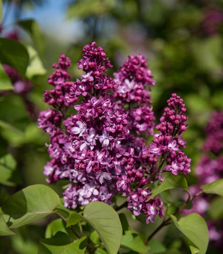 Syringa Virtual Violet®