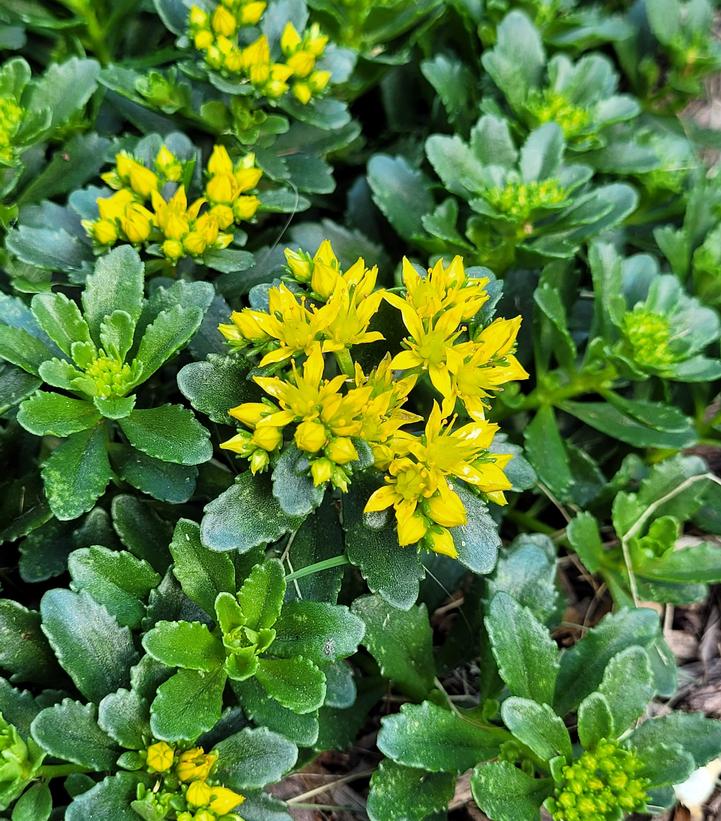 Sedum x 'Little Miss Sunshine'