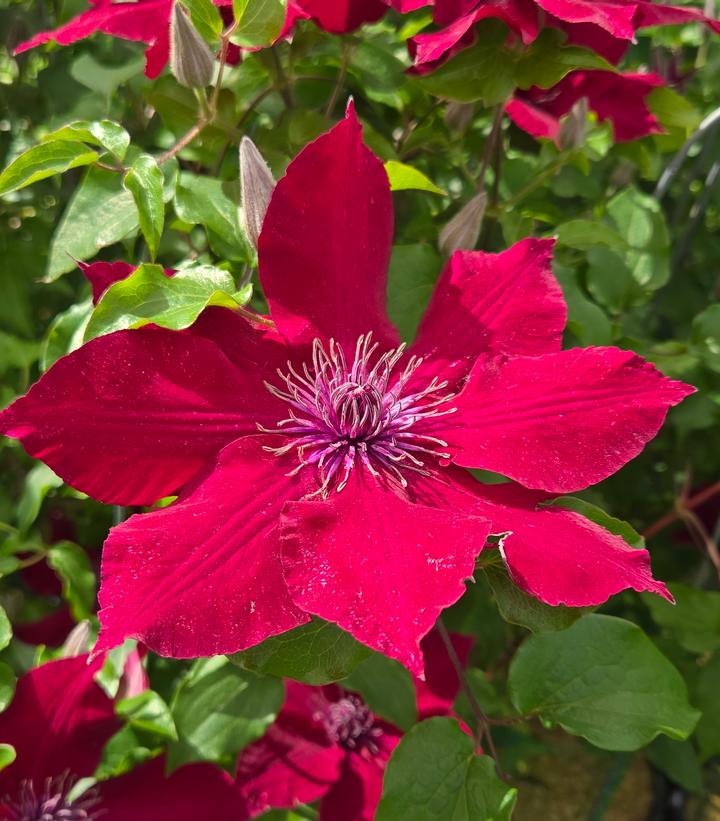 Clematis x Boulevard® Nubia™
