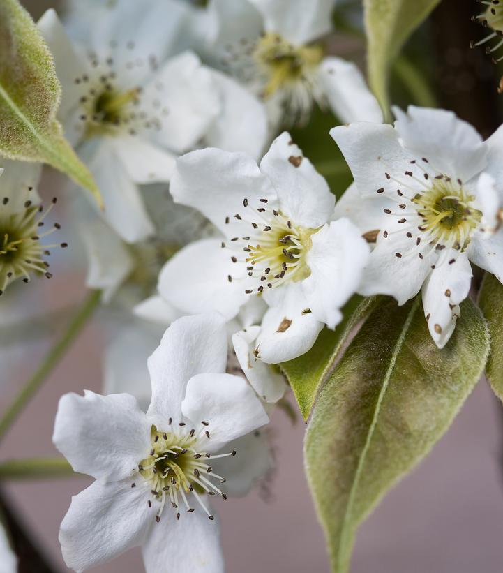 Pyrus Tawara