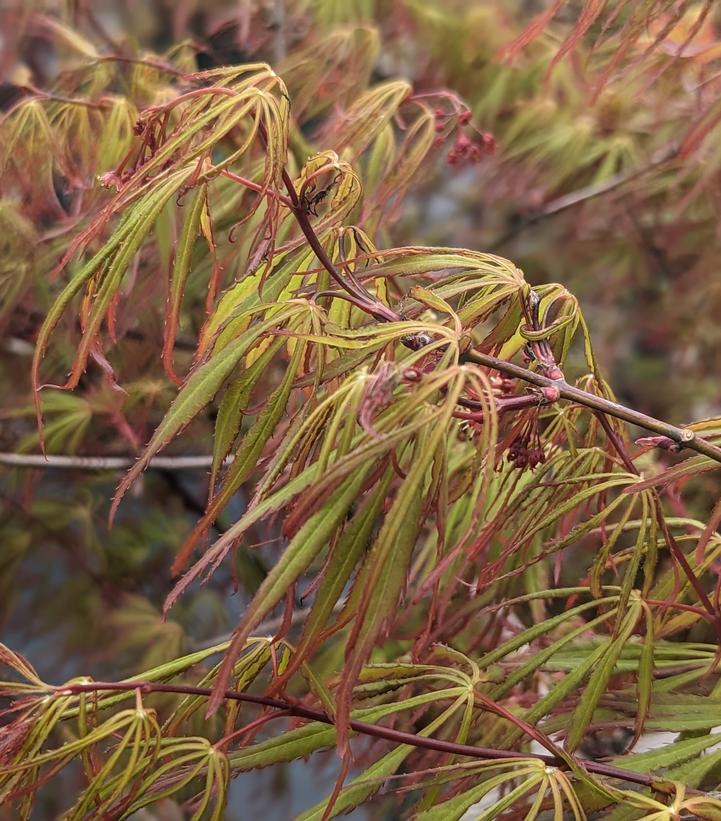 Acer palmatum dissectum 'Viridis'