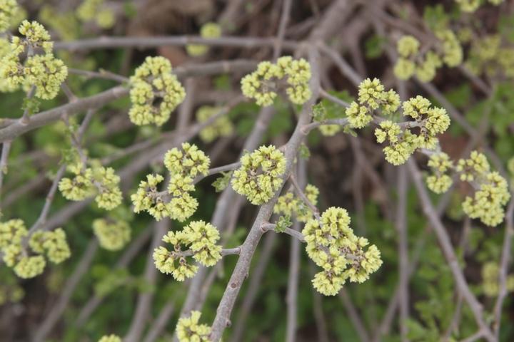 Rhus aromatica Lacette™
