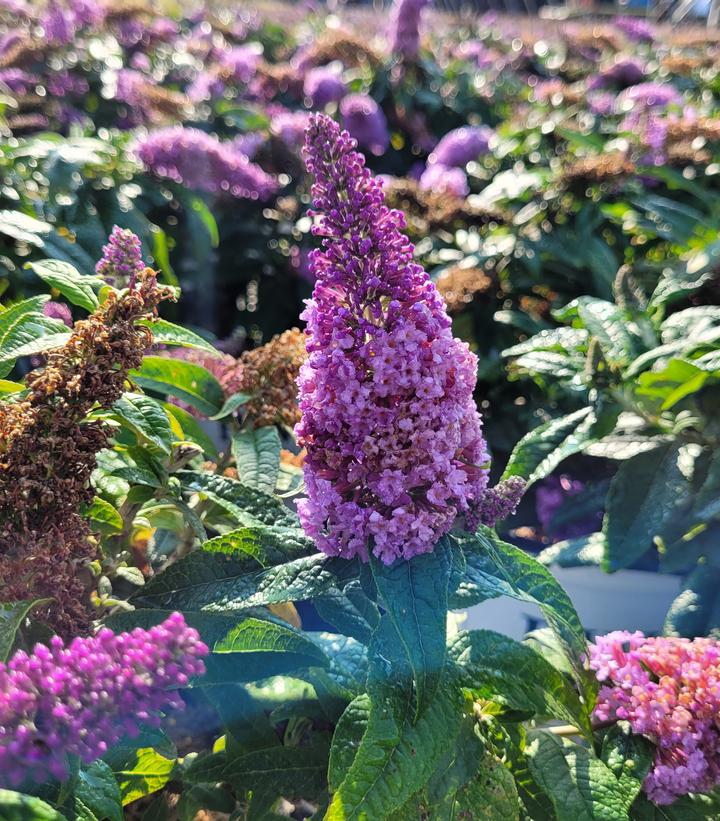 Buddleia x Pugster® Amethyst