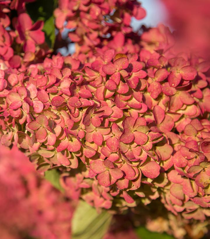Hydrangea paniculata Berry White®