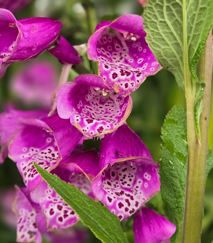Digitalis purpurea 'Dalmatian Purple'