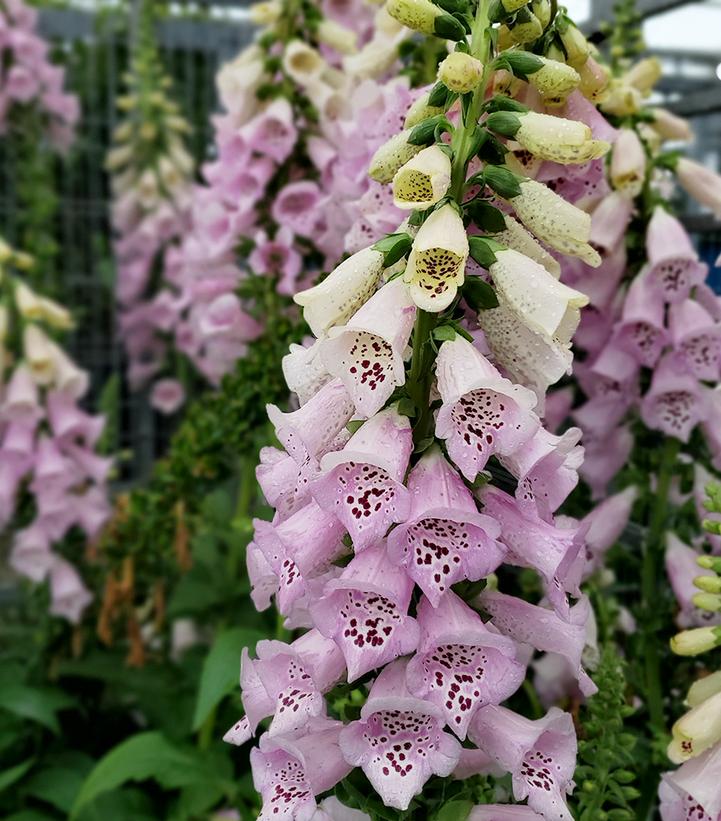 Digitalis purpurea 'Camelot Lavender'