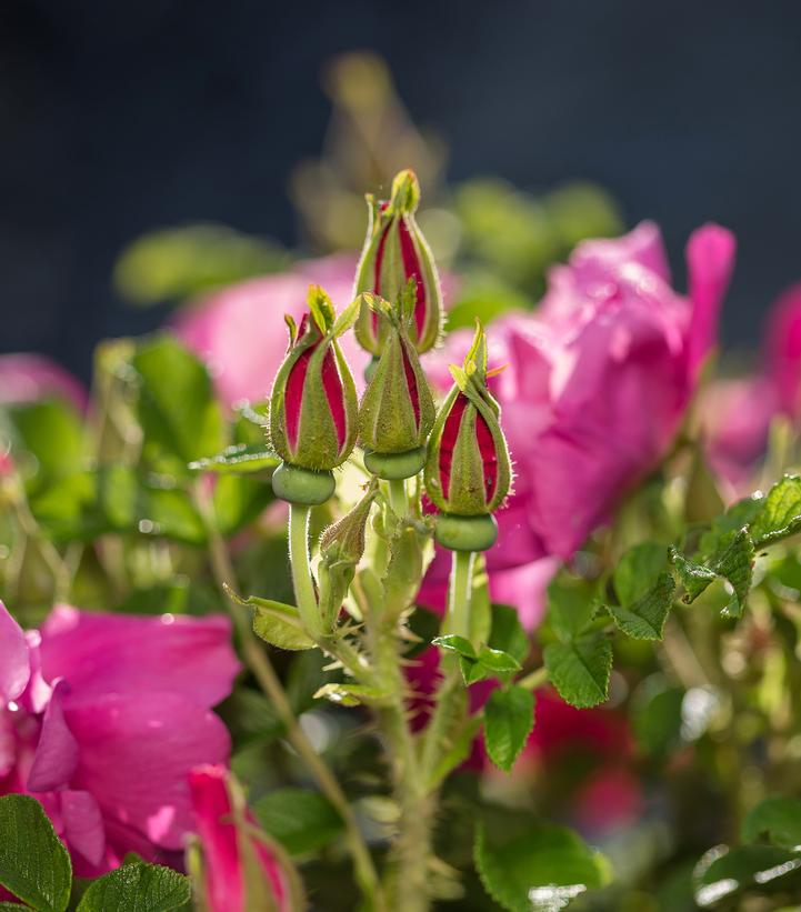 Rosa rugosa Lotty's Love™