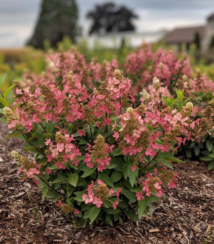 Hydrangea paniculata Flare™