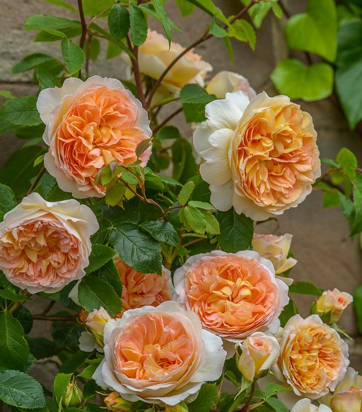 Rosa Bathsheba®