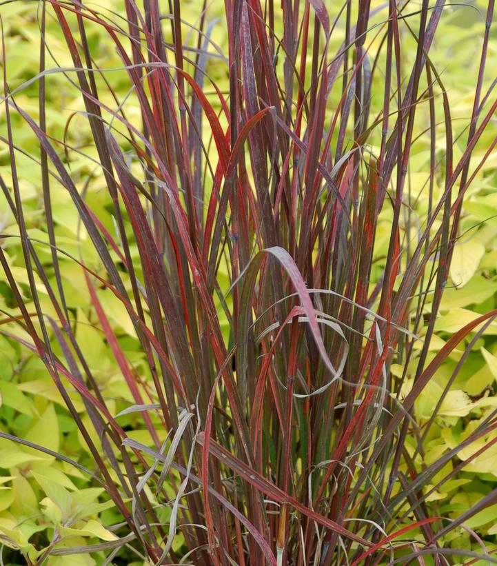 Andropogon gerardii 'Rain Dance'