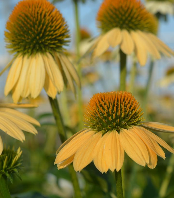 Echinacea purpurea 'Mellow Yellows'