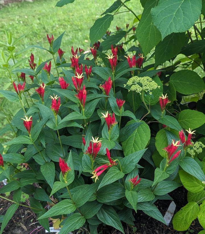 Spigelia marilandica 'Little Red Head'