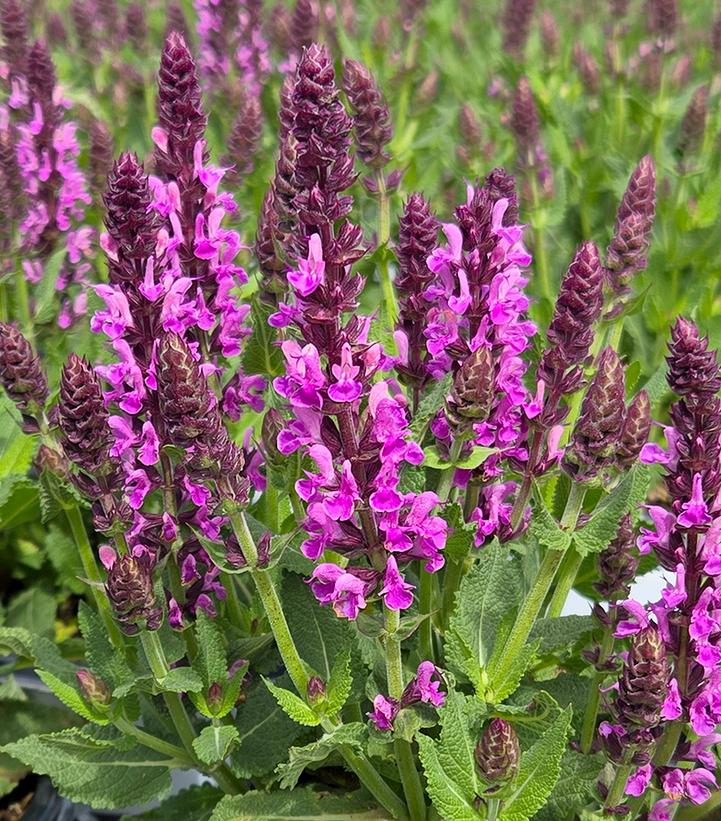 Salvia nemerosa 'Pink Profusion'