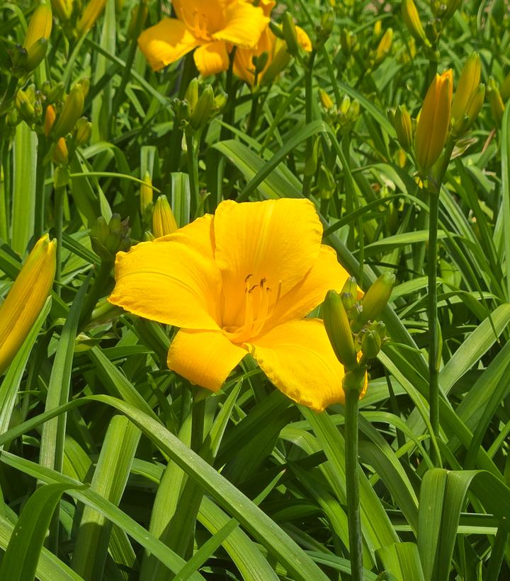 Hemerocallis 'Buttered Popcorn'
