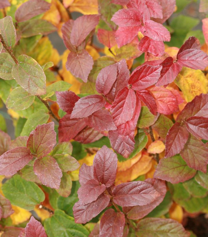Parrotia persica Persian Spire™