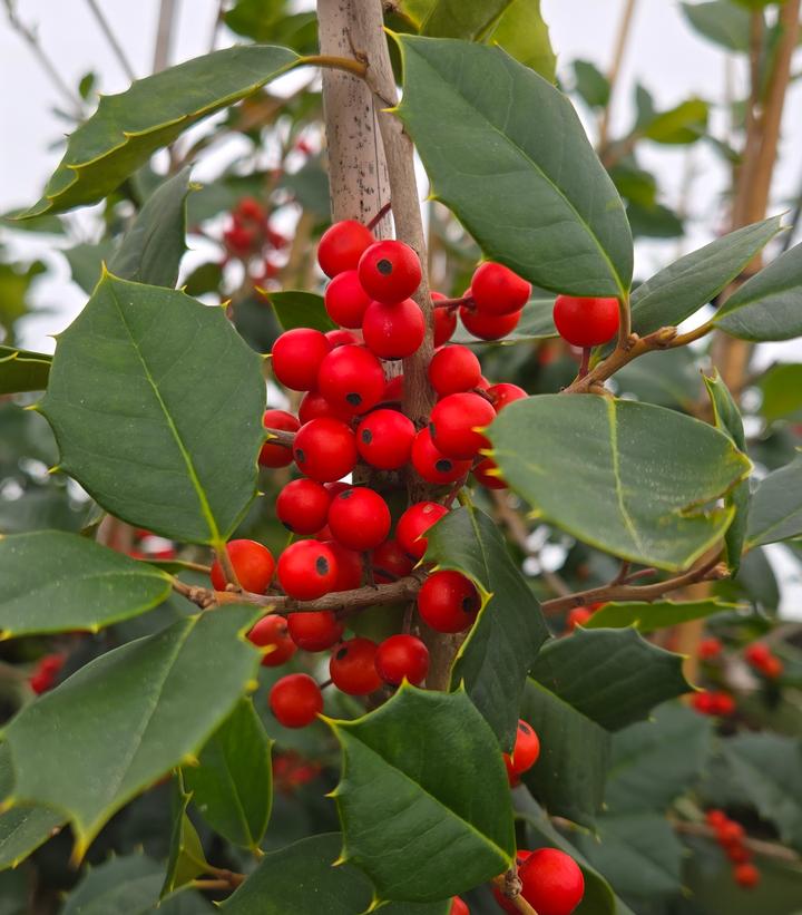 Ilex opaca 'Satyr Hill'