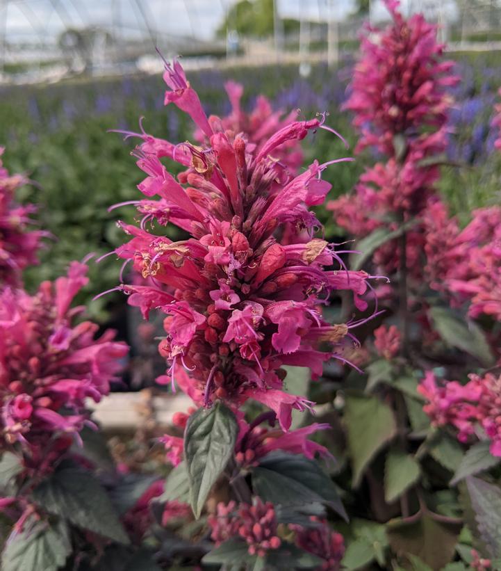 Agastache x 'Morello'