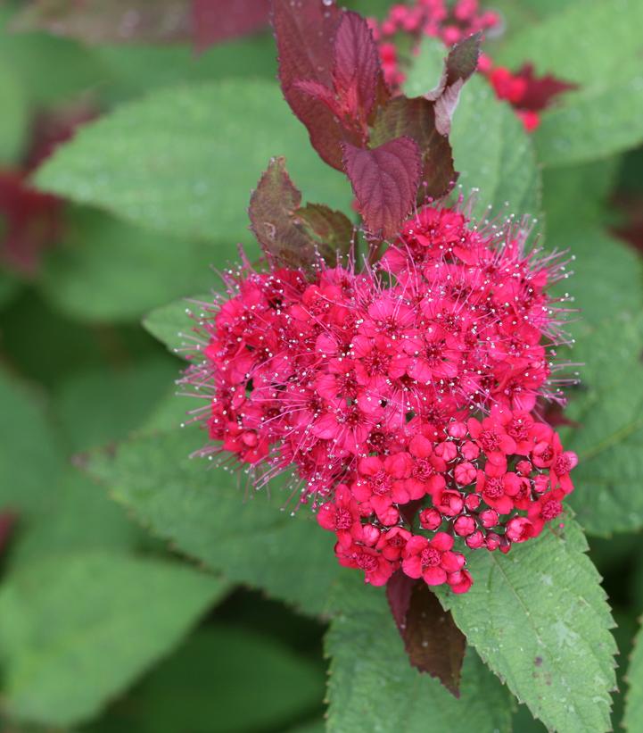 Spiraea x Double Play Double Play Doozie®