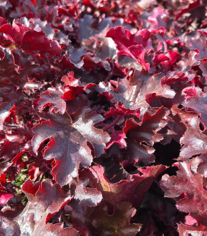 Heuchera hybrid Dolce® Dolce® 'Cherry Truffles'