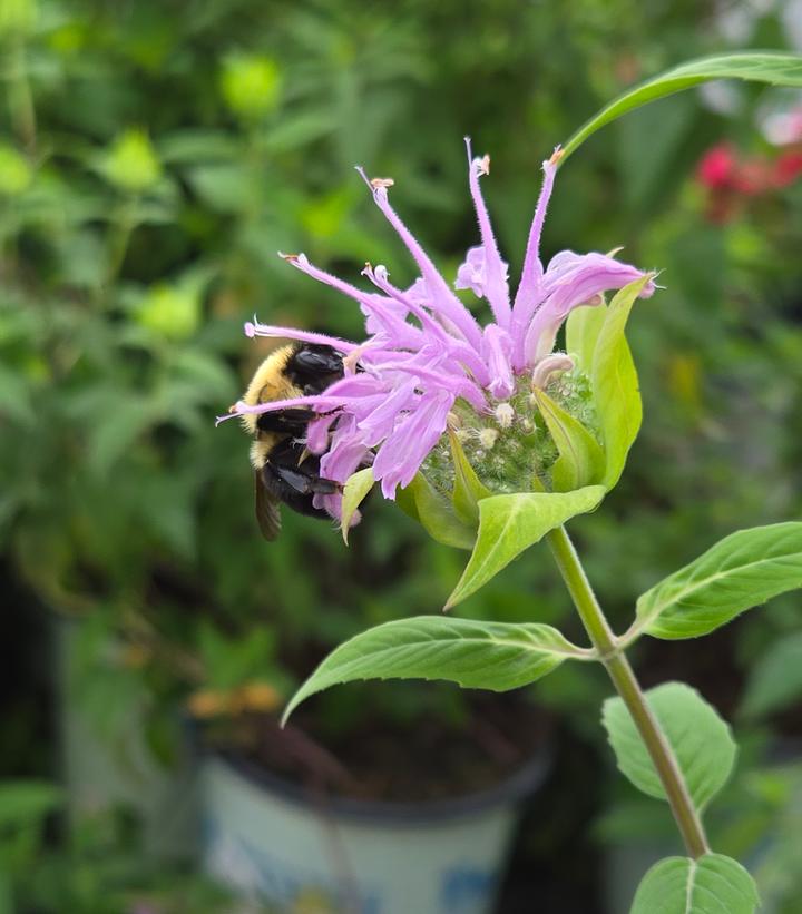 Monarda fistulosa 