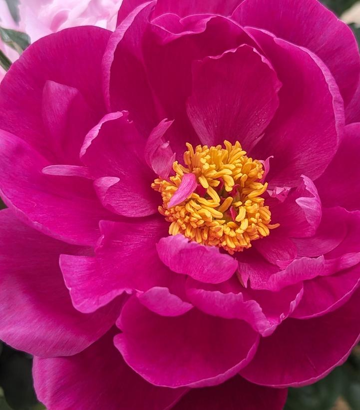 Paeonia lactiflora 'Red Sarah Bernhardt'