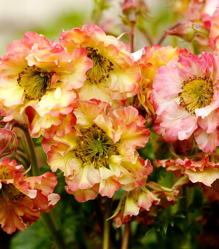 Geum Pretticoats™ Peach