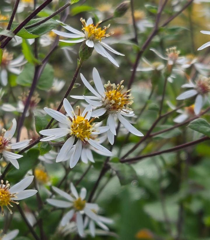 Aster divaricata 'Eastern Star'