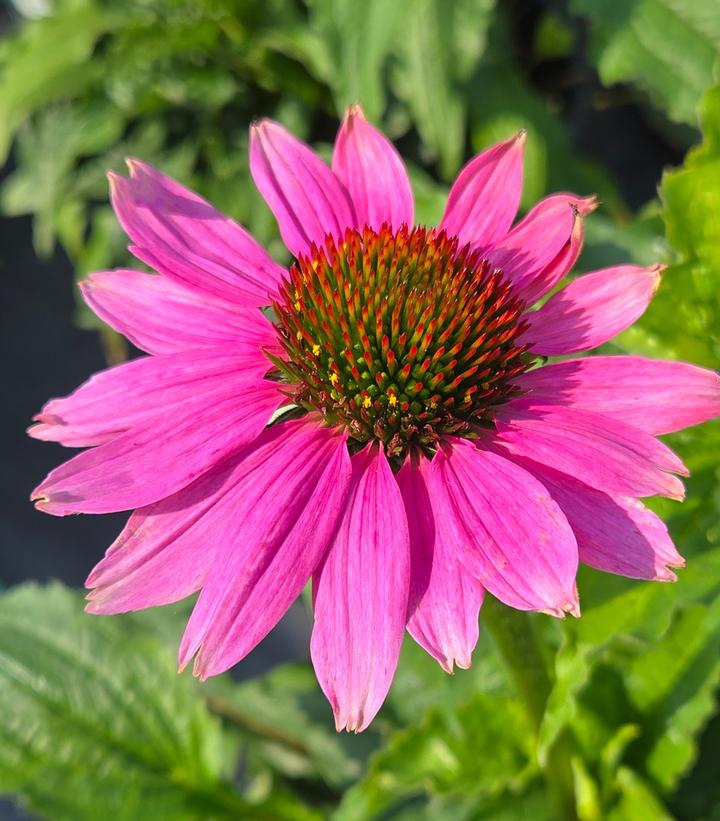 Echinacea purpurea 