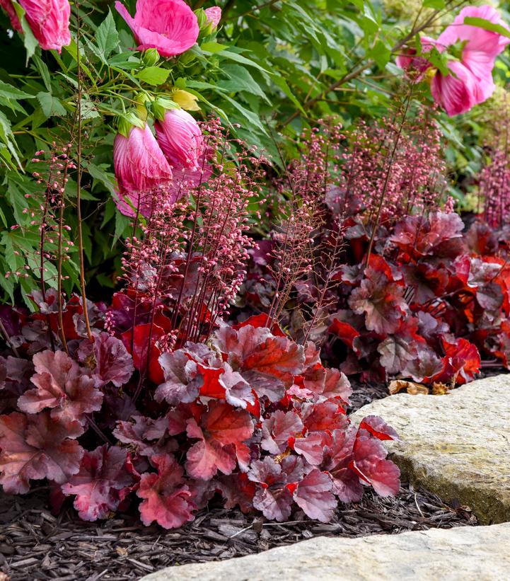 Heuchera hybrid Primo™ Primo® 'Mahogany Monster'