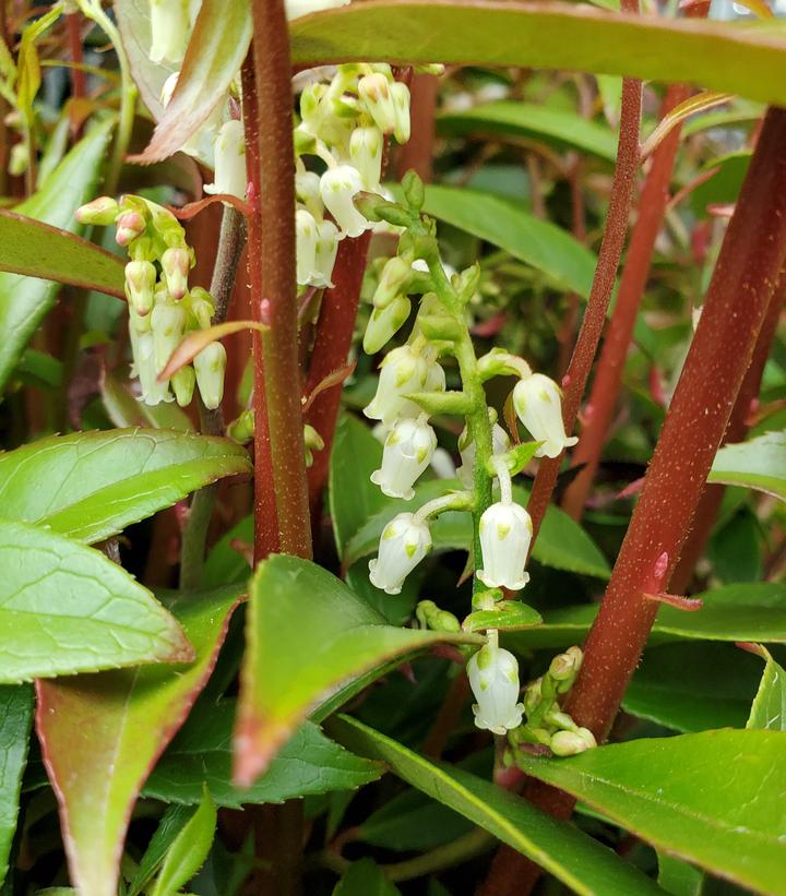 Leucothoe axillaris 'Rejoyce'