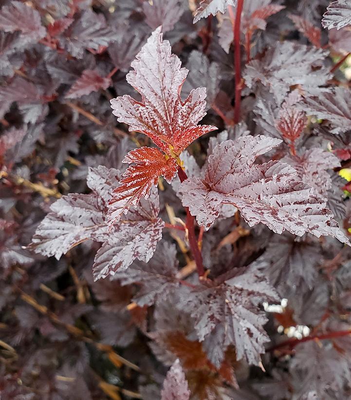 Physocarpus opulifolius Summer Wine® Black