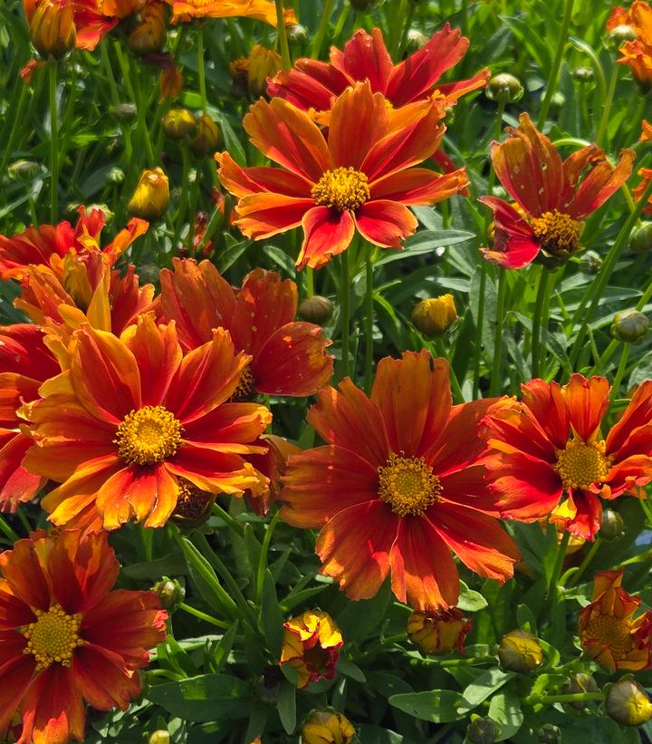 Coreopsis x Li'l Bang™ 'Darling Clementine'