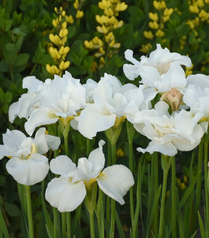 Iris sibirica 'Swans in Flight'