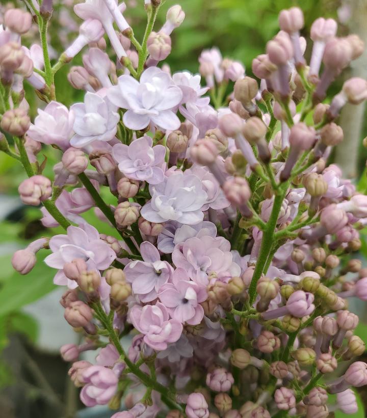 Syringa x hyacinthiflora Scentara® Double Blue