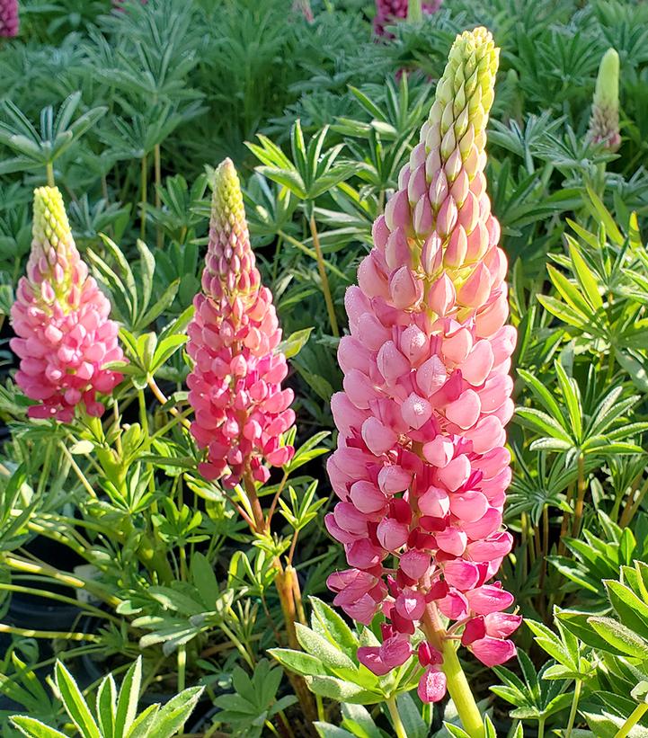 Lupinus polyphyllus 'Lupini Red Shades'