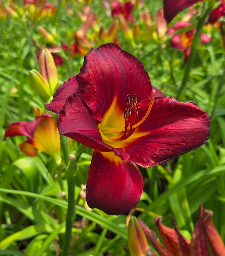 Hemerocallis 'Prairie Wildfire'