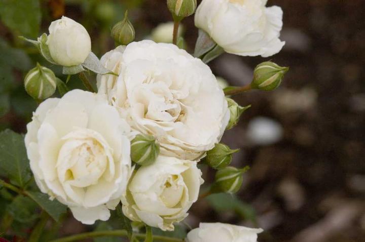 Rosa Easy Elegance® Snowdrift