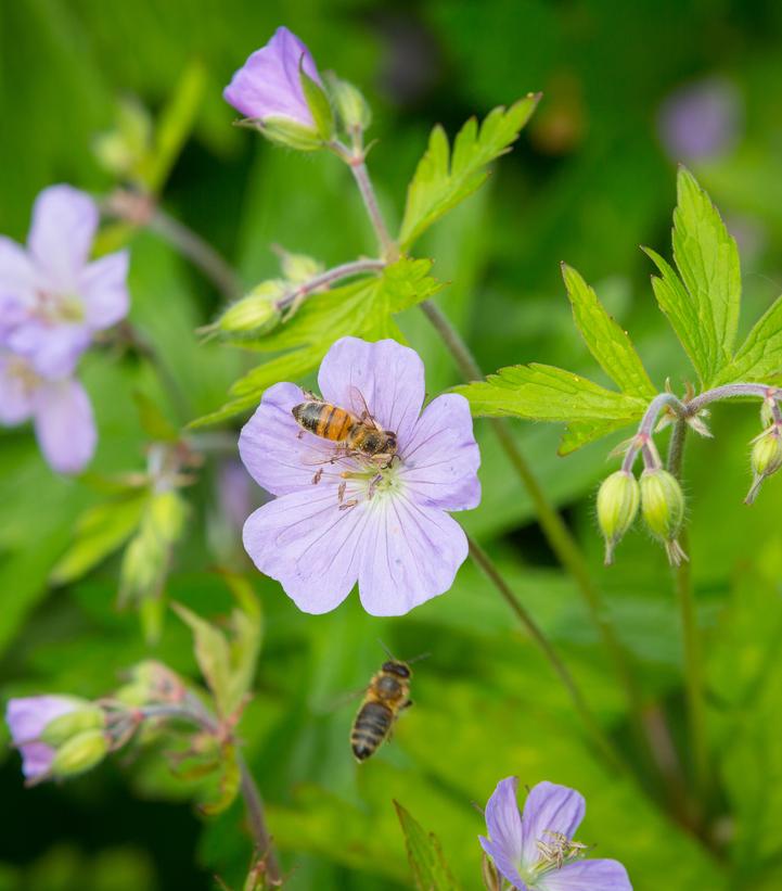 Geranium maculatum 