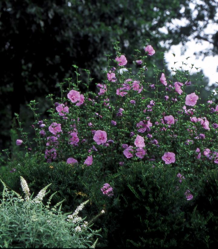 Hibiscus syriacus Lavender Chiffon®