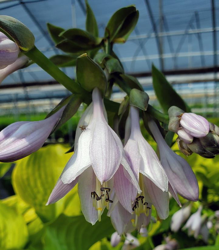 Hosta 'Sum & Substance'