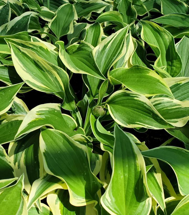 Hosta 'Wide Brim'