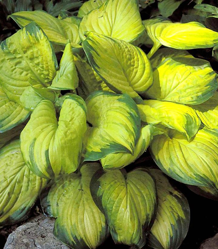 Hosta x 'Stained Glass'