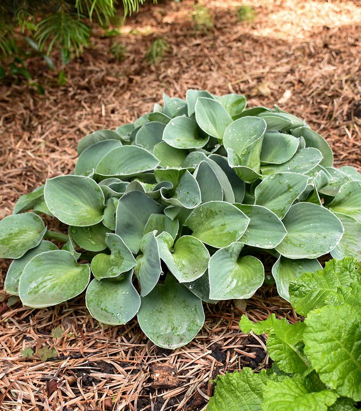 Hosta x 'Blue Mouse Ears'
