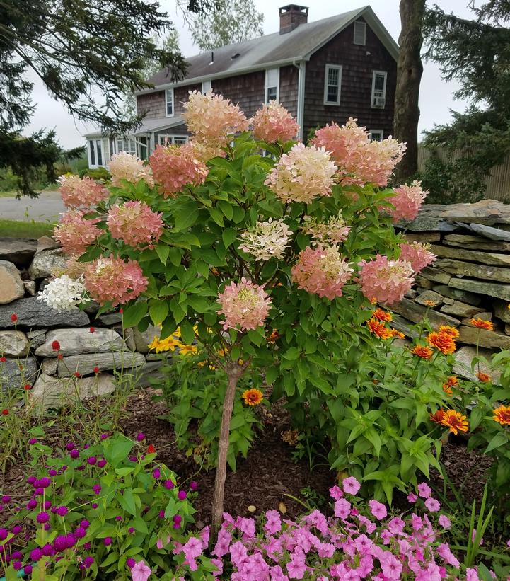 Hydrangea paniculata 'Phantom'