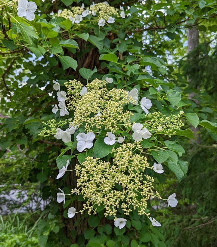 Hydrangea anomala petiolaris