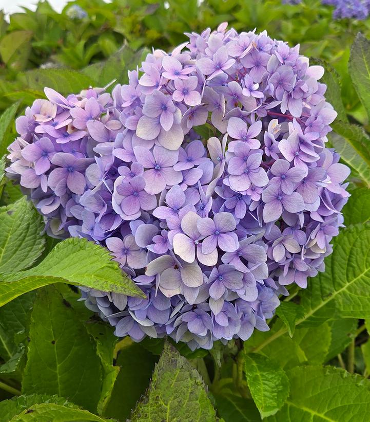 Hydrangea macrophylla Endless Summer® Collection Endless Summer® The Original