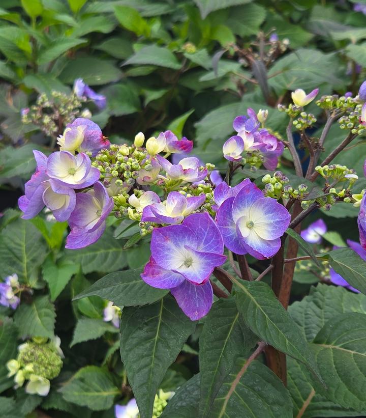 Hydrangea macrophylla Endless Summer® Collection Endless Summer® Twist-N-Shout®