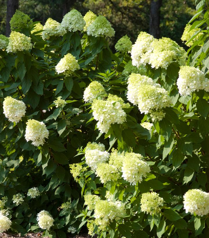 Hydrangea paniculata Vanilla Strawberry™