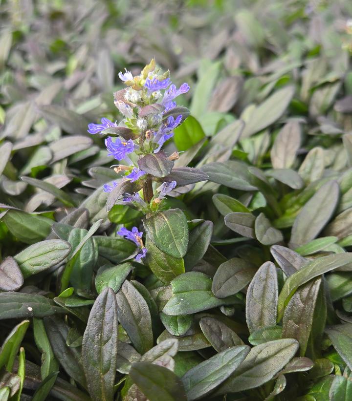Ajuga reptans Chocolate Chip