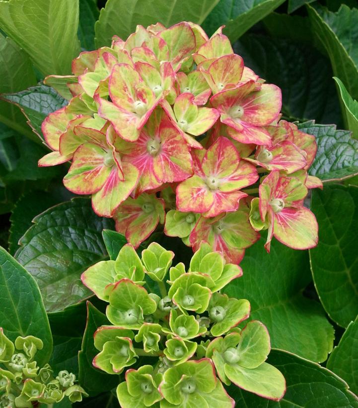 Hydrangea macrophylla Next Generation® Pistachio